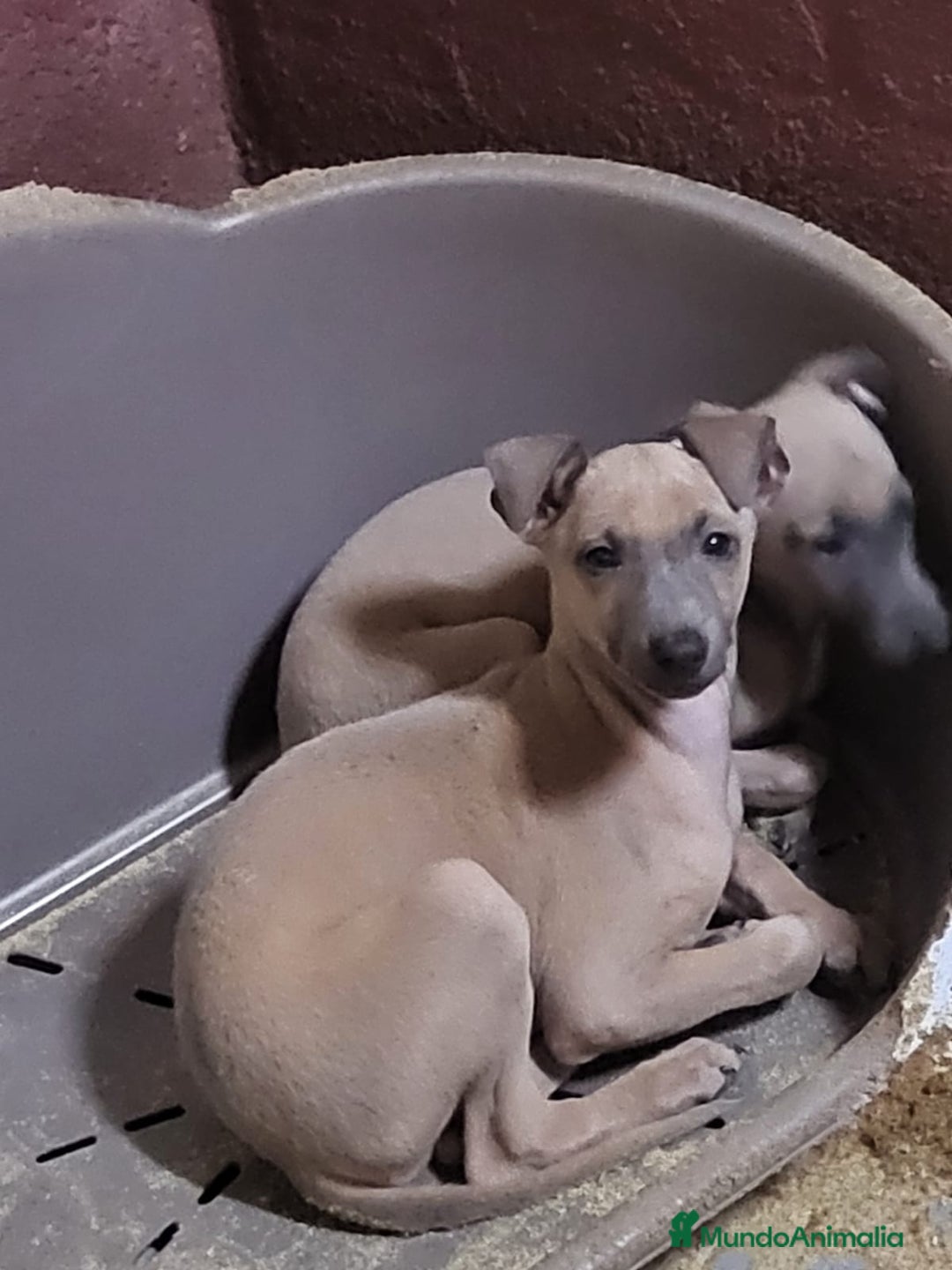Galgo Español perros en venta: Piccolo italiano  - Imagen 1