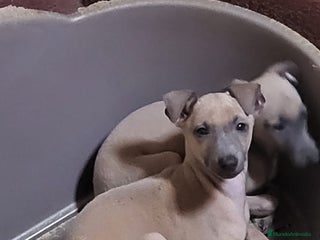 Galgo Español perros - Anuncio 1