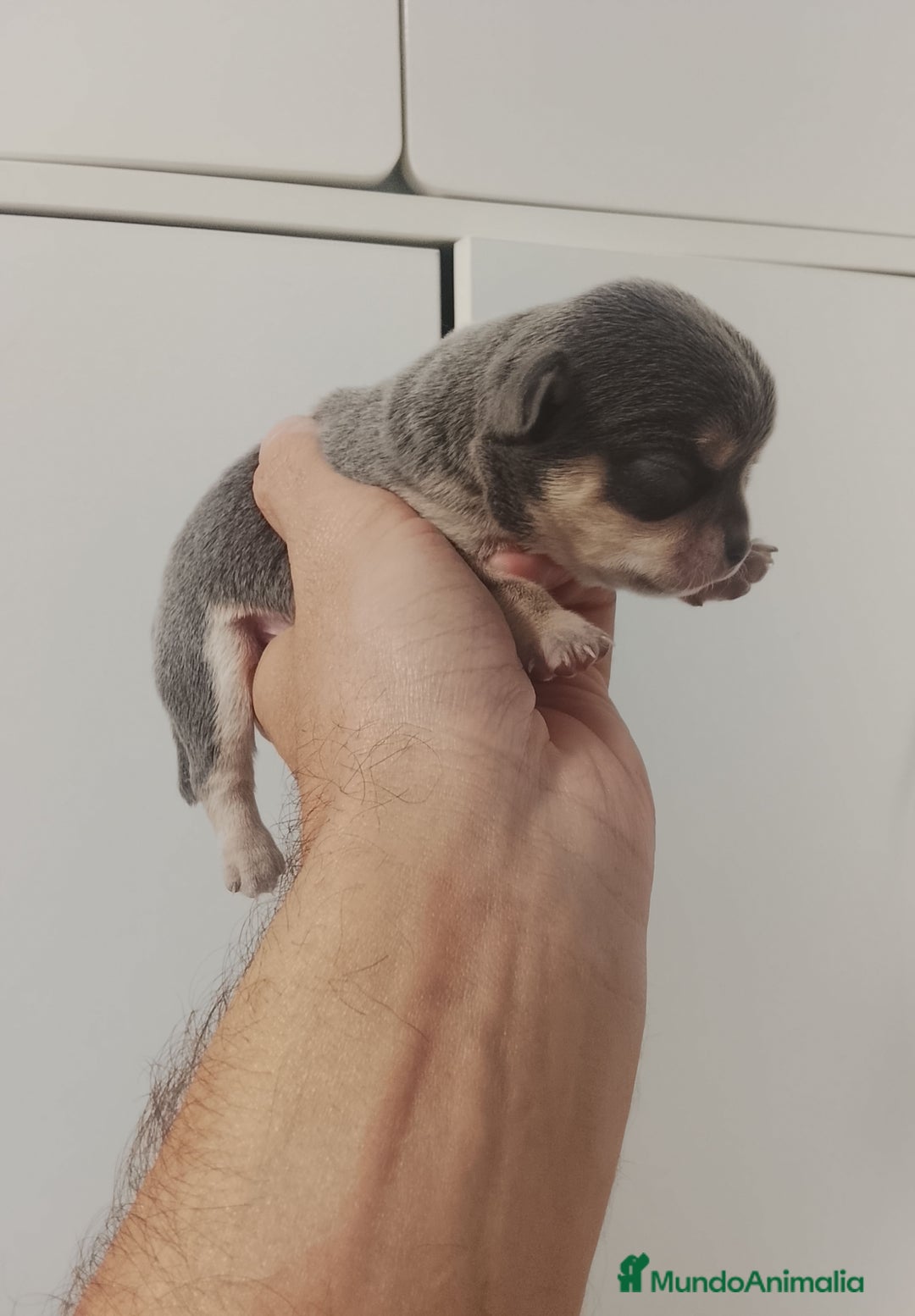 Chihuahua perros en venta: Camada de chihuahuas cabeza manzana - Anuncio 6