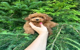 Caniche Toy perros en venta: Caniche teddy asiáticos  - Imagen 5