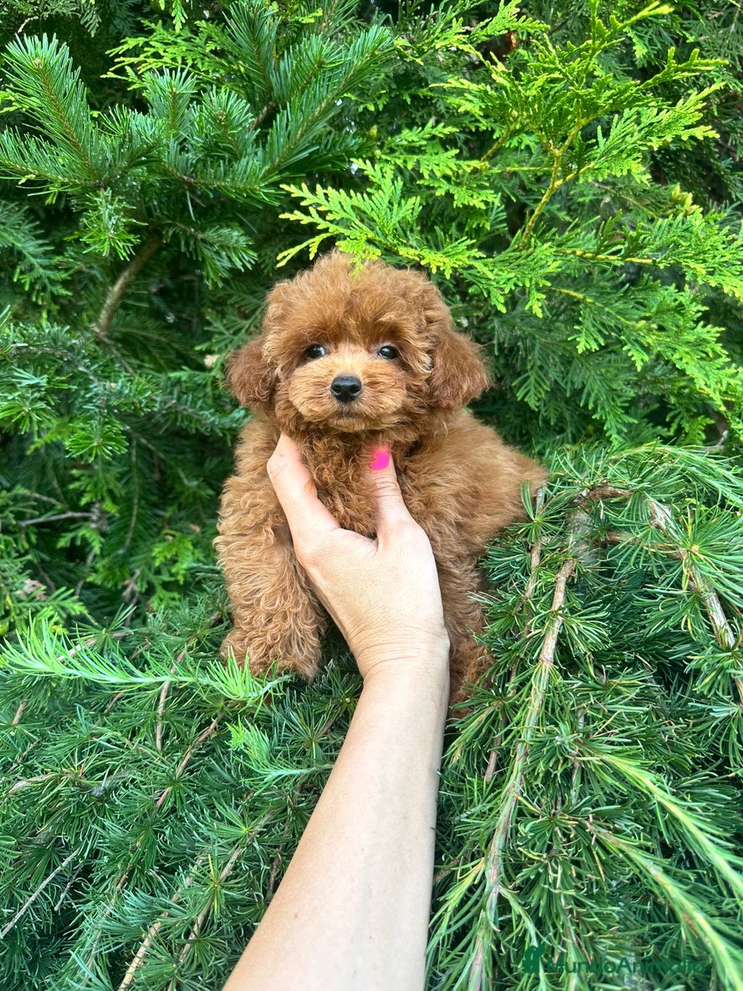 Caniche Toy perros en venta: Caniche teddy asiáticos  - Imagen 5