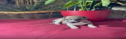 Whippet perros en venta: Whippet blue y Verdino  - Anuncio 5
