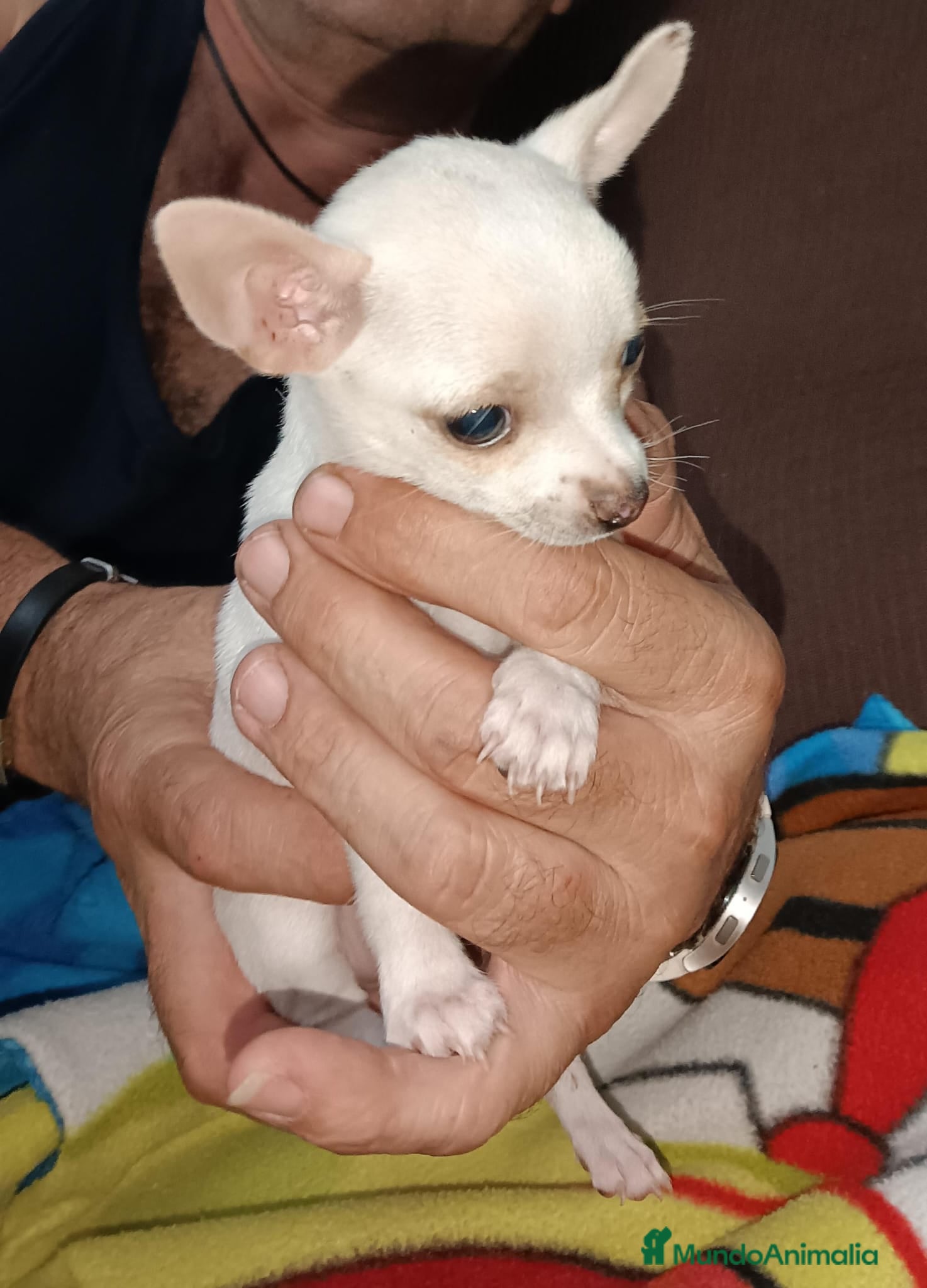 Chihuahua perros Macho chihuahua toys disponible  - Anuncio 1