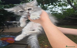 Británico de Pelo Corto gatos en venta: Gatcot.com - Imagen 2