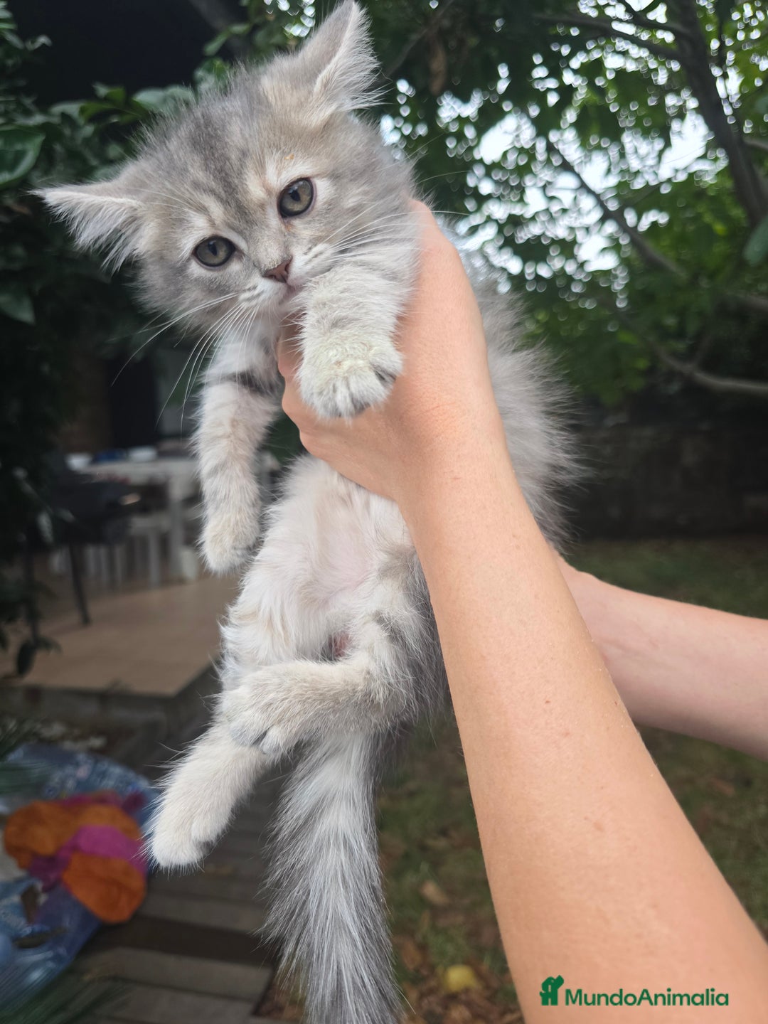 Británico de Pelo Corto gatos en venta: Gatcot.com - Imagen 2