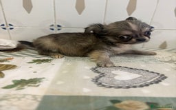 Chihuahua perros en venta: Chihuahua pelo largo cabeza 🍏 - Imagen 6