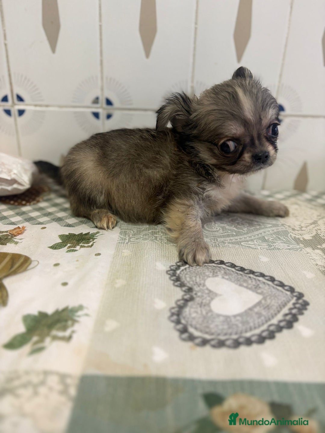 Chihuahua perros en venta: Chihuahua pelo largo cabeza 🍏 - Imagen 6