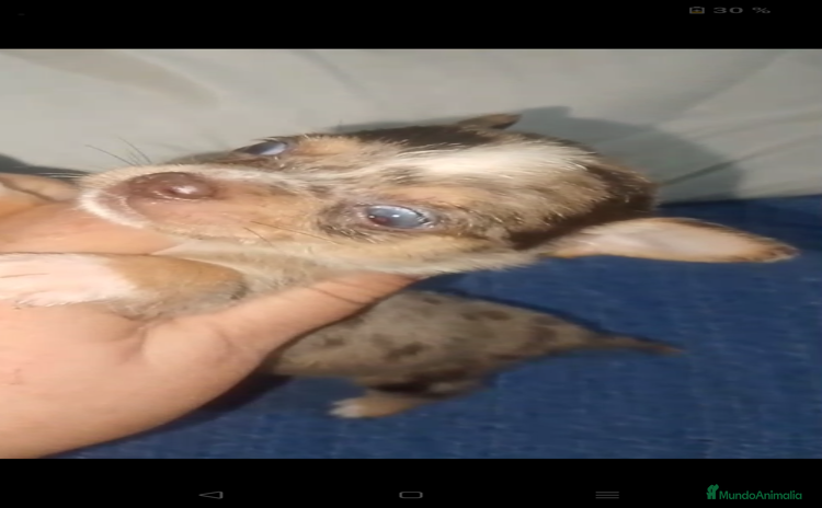 Chihuahua perros - Anuncio 2