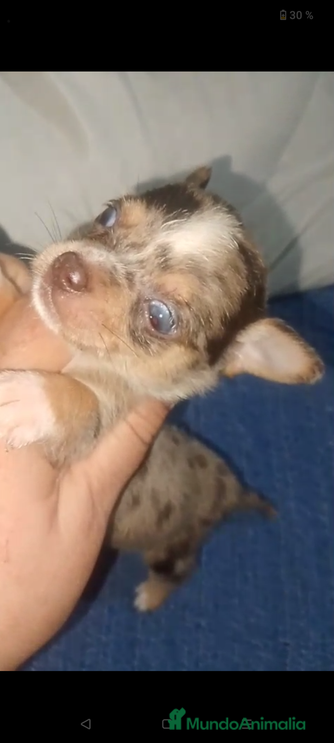 Chihuahua perros en venta: Chihuahua cabeza cerbato merles - Imagen 1