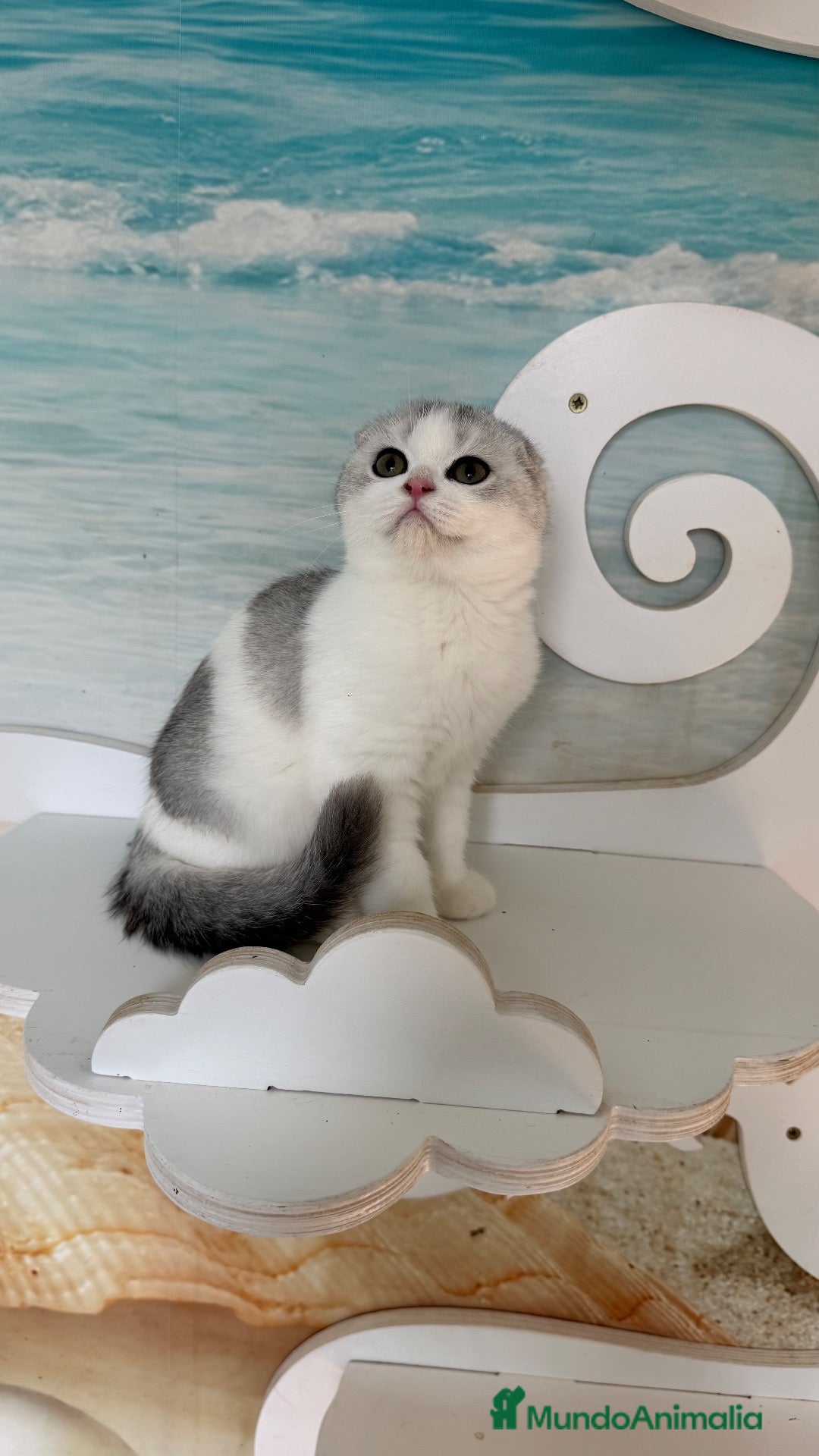 Scottish Fold gatos Scottish fold - Anuncio 3