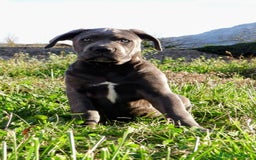 Cane Corso perros en venta: Preciosos cachorros de Cane corso - Anuncio 5