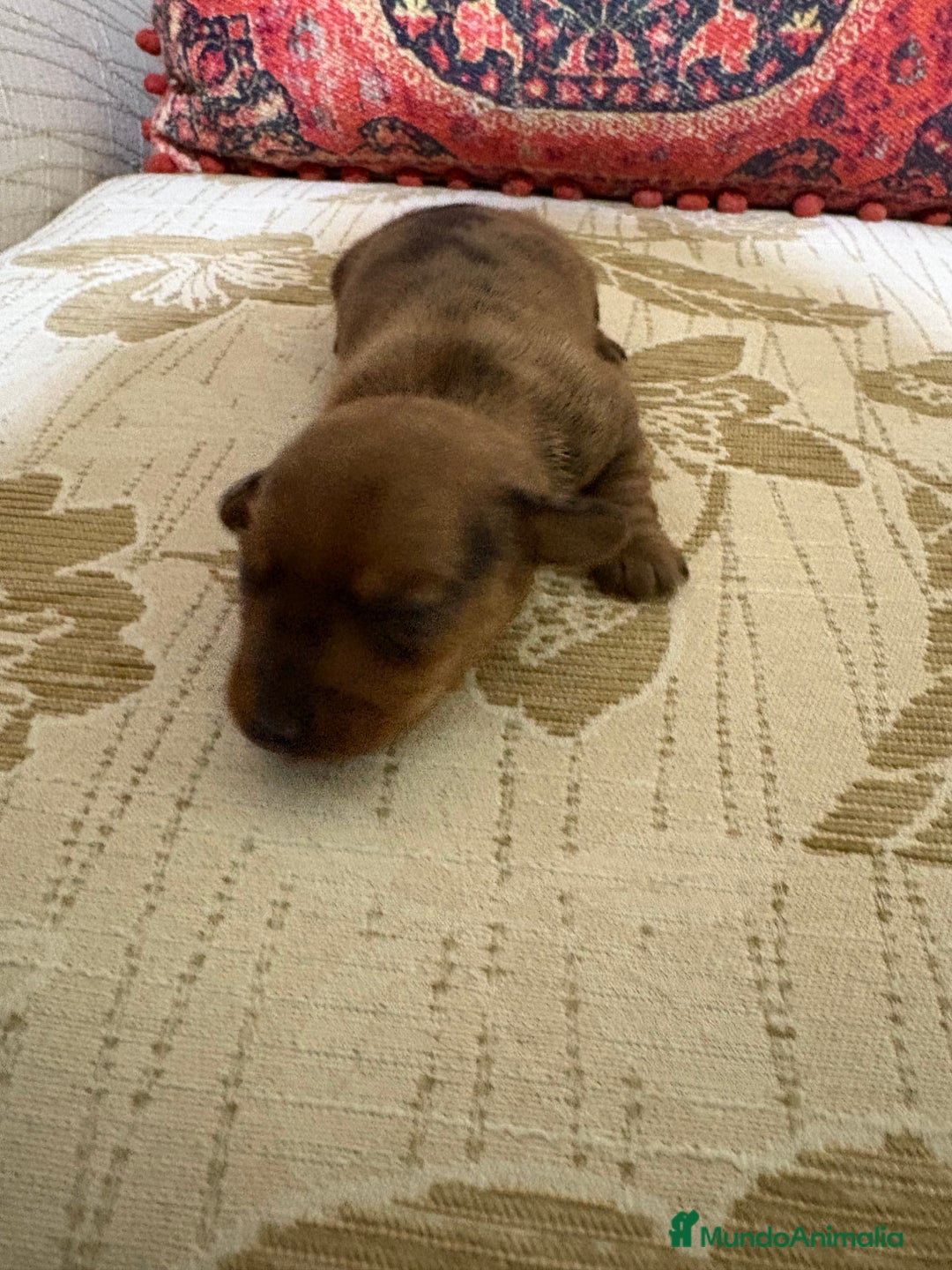 Teckel Miniatura perros en venta: Teckel miniatura Merle chocolate precioso macho  - Anuncio 10