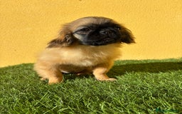 Pekinés perros en venta: hembra de pekines imperial marroncita muy guapa - Imagen 2