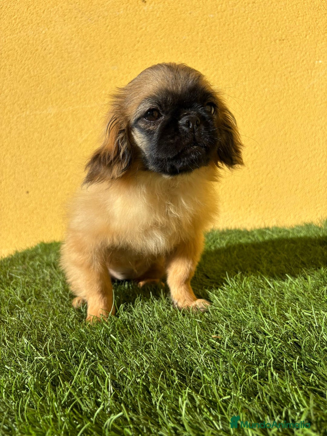 Pekinés perros en venta: hembra de pekines imperial marroncita muy guapa - Imagen 2
