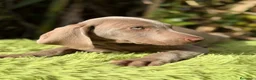 Weimaraner perros en venta: Braco de weimar  - Anuncio 7