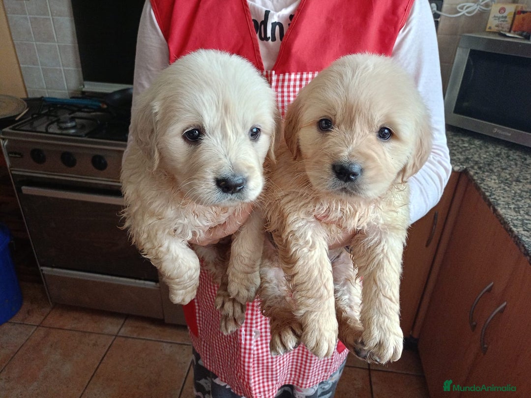 Golden Retriever perros en venta: Impresionantes Golden retriever  - Anuncio 3