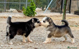 Husky Siberiano perros en venta: Husky Siberiano  - Imagen 8
