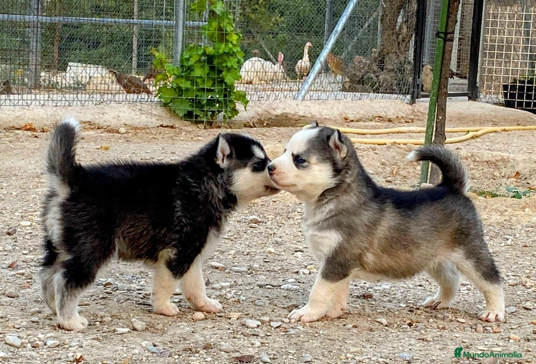 Husky Siberiano perros en venta: Husky Siberiano  - Imagen 8