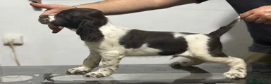 English Springer Spaniel 1