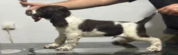 English Springer Spaniel perros en venta: Cachorros SPRINGER SPANIEL INGLÉS LÍNEA BELLEZA  - Anuncio 9