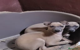 Galgo Español perros en venta: Piccolo italiano  - Imagen 2
