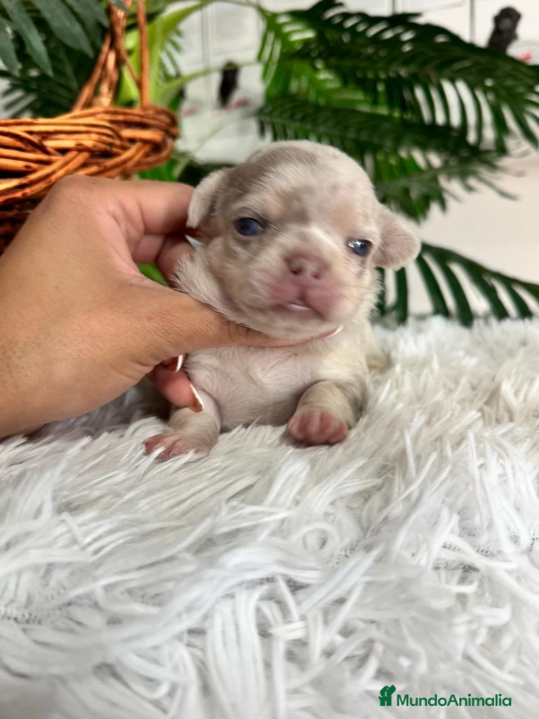 Chihuahua perros en venta: CHIHUAHUA MACHO - Anuncio 12