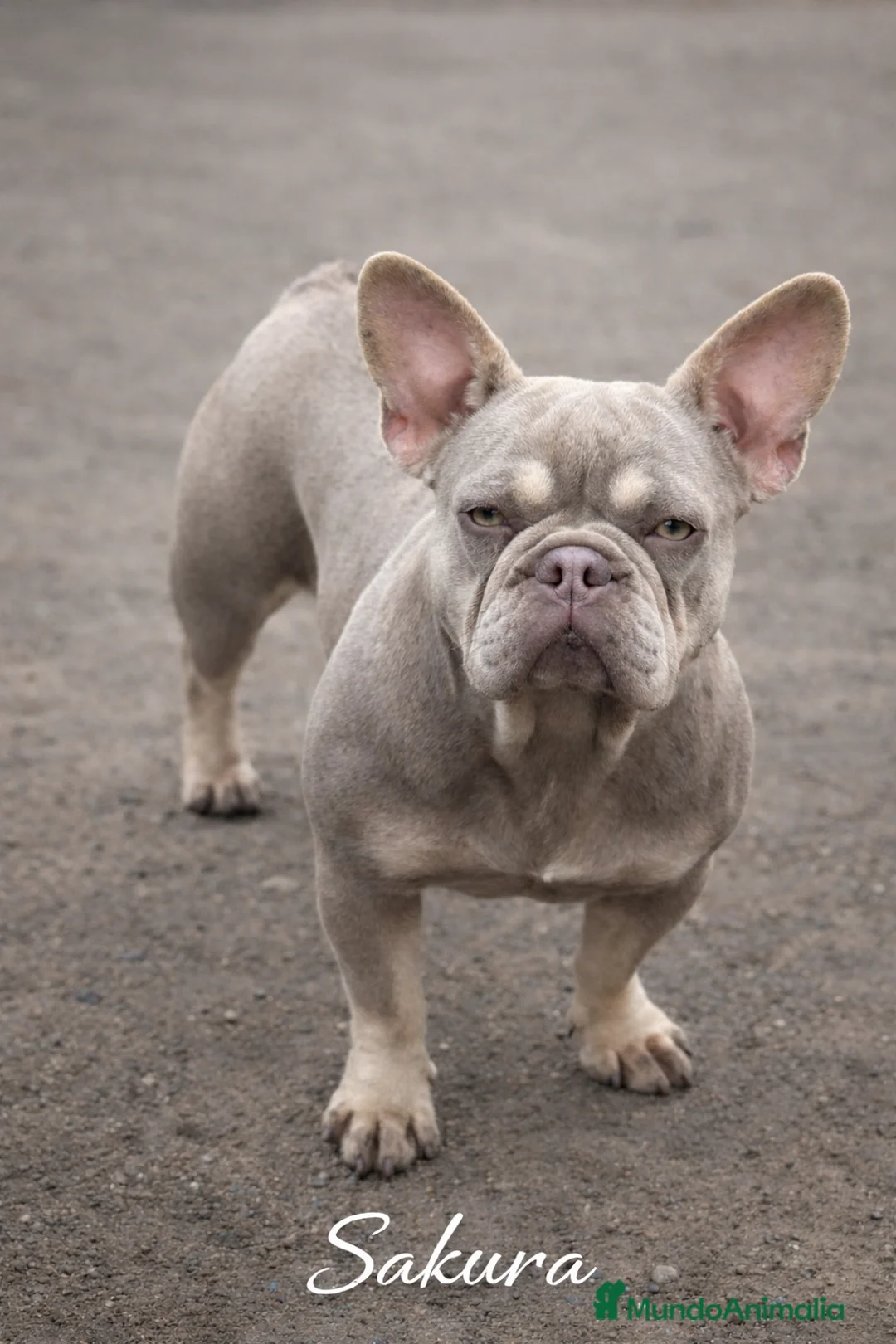 Bulldog Francés perros en venta: Bulldog francés exóticos - Anuncio 15