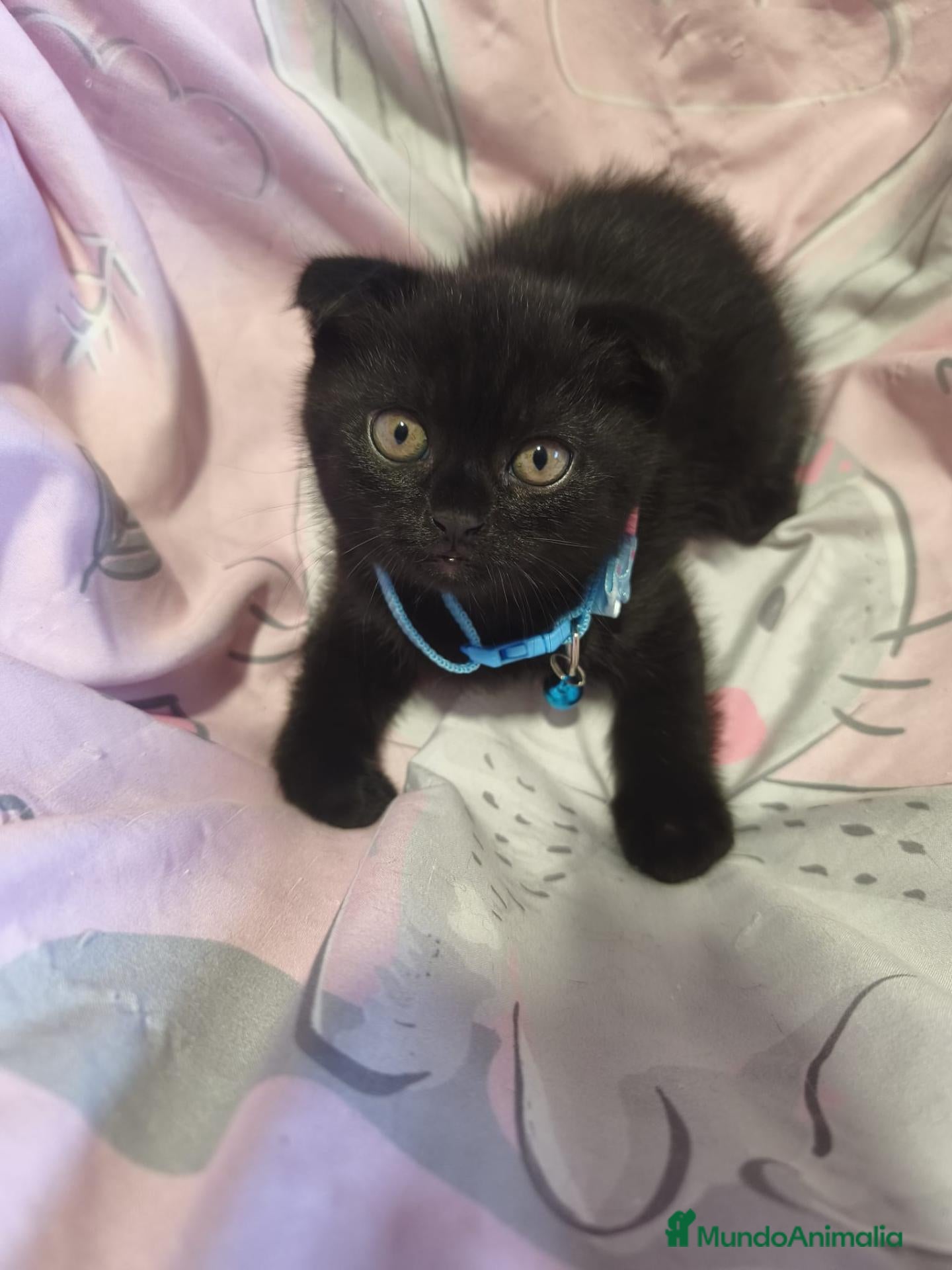 Scottish Fold gatos Scottish fold  - Anuncio 1