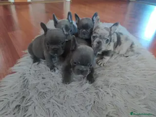 Bulldog Francés perros ‼️‼️BULLDOG FRANCES EXÓTICOS - Anuncio 2