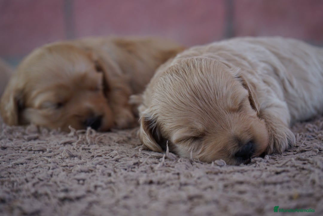 Maltipoo perros en venta: ✨ Tres pequeñas Maltipoo · 🐶 20 días de vida - Imagen 7