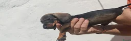 Teckel Miniatura perros en venta: Precioso teckel miniatura - Anuncio 5
