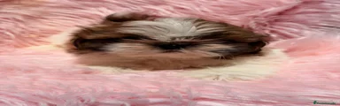 Shih Tzu 1