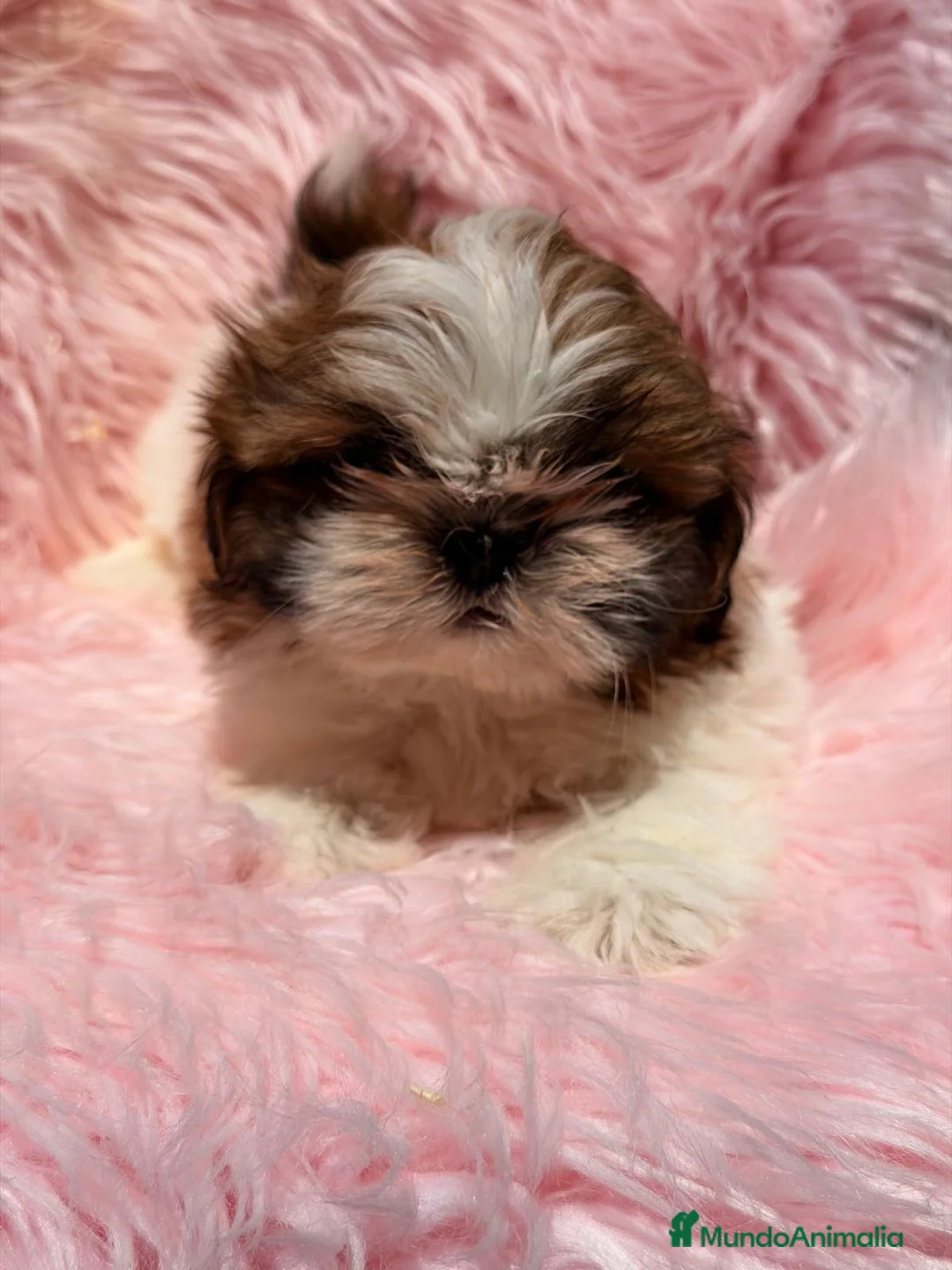 Shih Tzu perros en venta: SHIH TZU HEMBRA - Anuncio 2