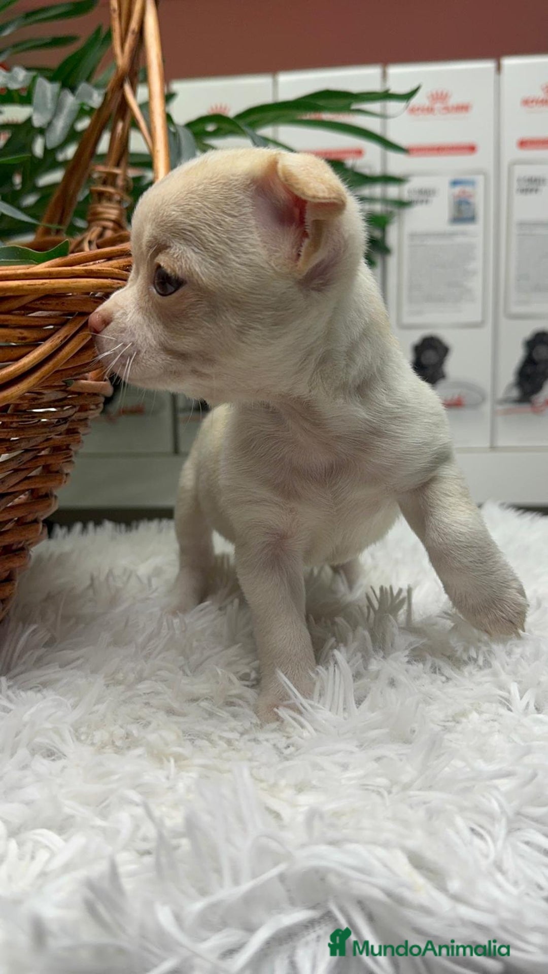 Chihuahua perros en venta: CHIHUAHUA MACHO - Anuncio 15