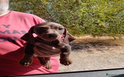 Teckel Miniatura perros en venta: Teckel miniatura pelo corto - Imagen 7