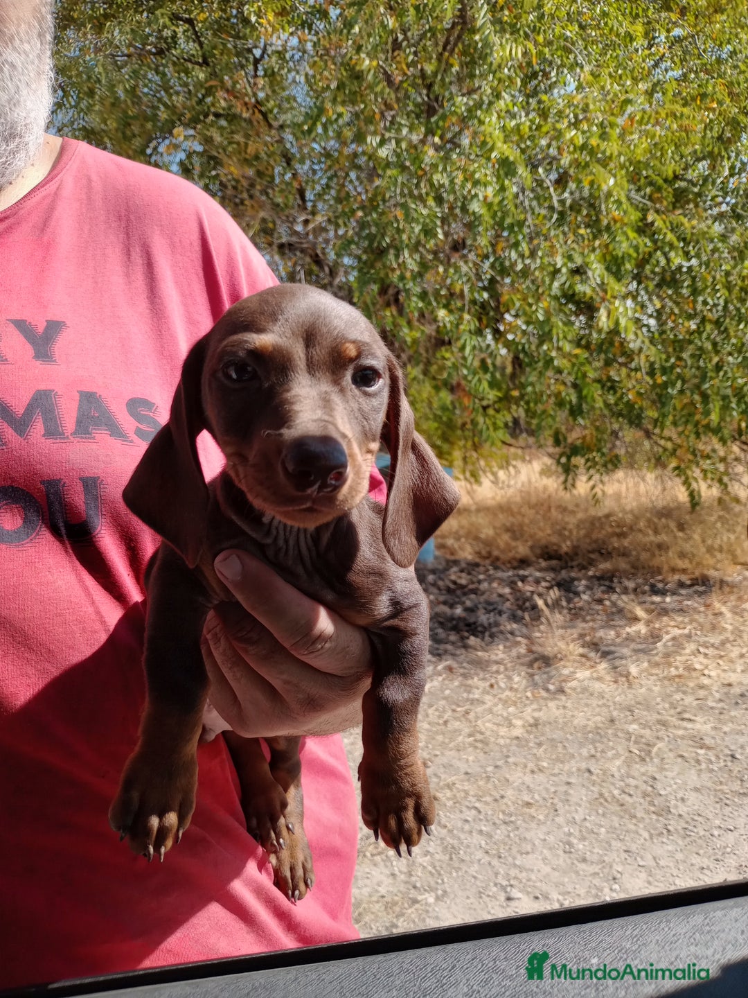 Teckel Miniatura perros en venta: Teckel miniatura pelo corto - Imagen 7