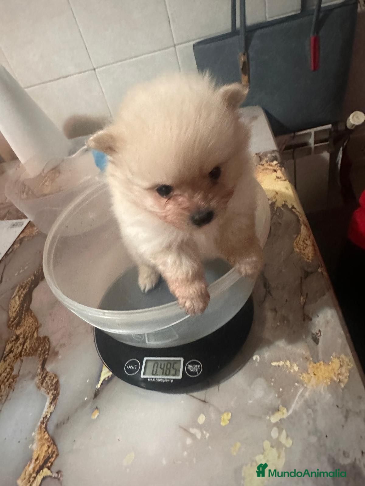 Pomerania perros Pomerania Toy Mini Crema – Hembra” - Anuncio 1