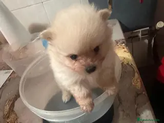 Pomerania perros Pomerania Toy Mini Crema – Hembra” - Anuncio 1