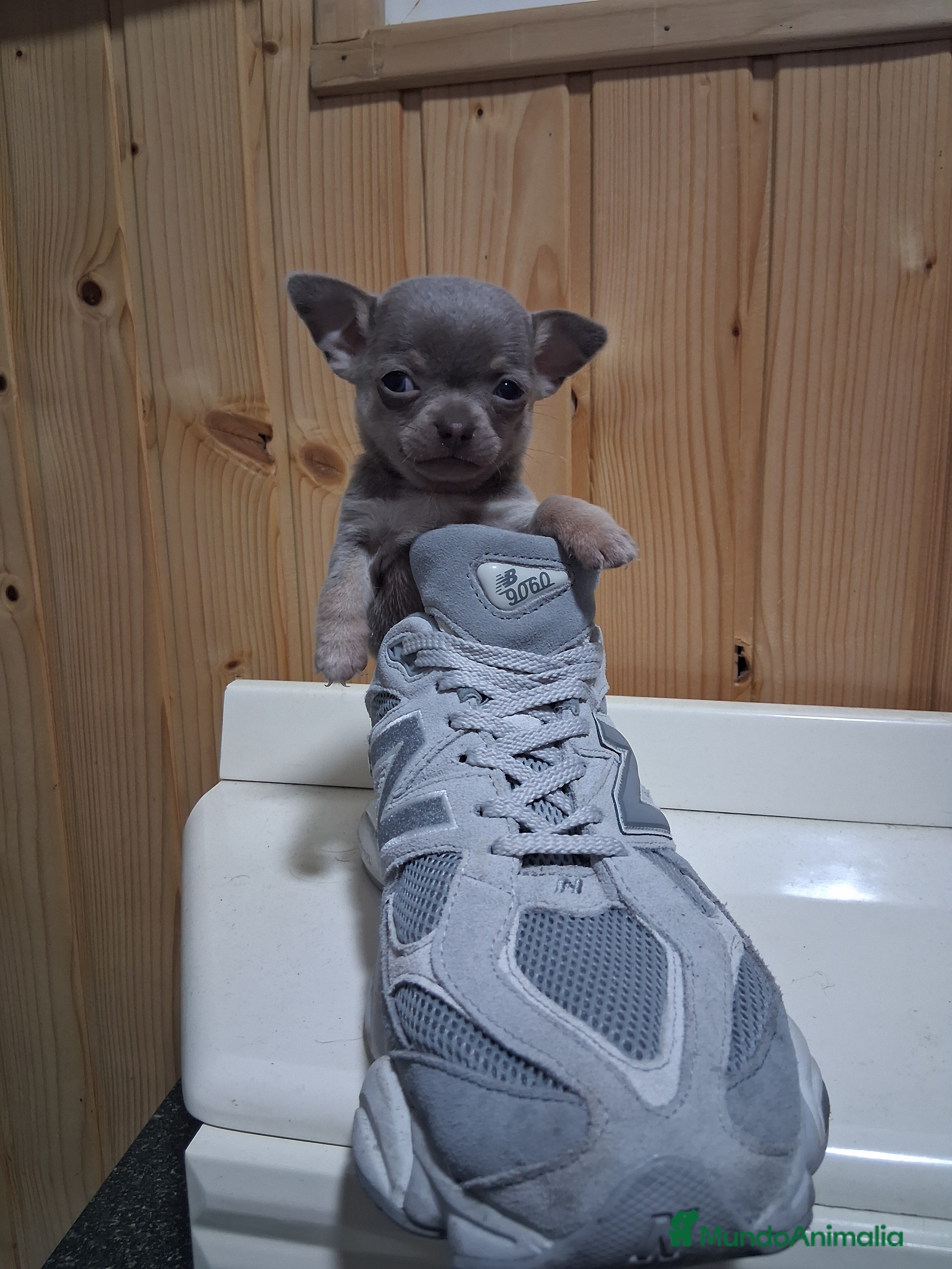 Chihuahua perros Chihuahua  - Anuncio 1