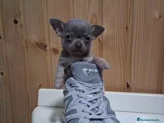 Chihuahua perros Chihuahua - Anuncio 1