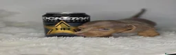 Teckel Miniatura perros en venta: Teckel isabella - Anuncio 3