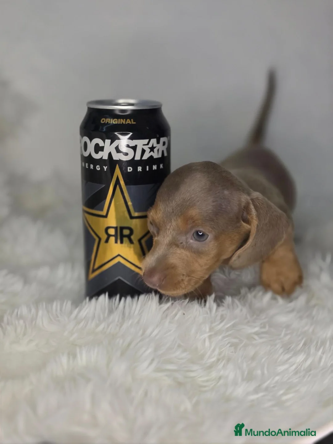 Teckel Miniatura perros en venta: Teckel isabella - Anuncio 3
