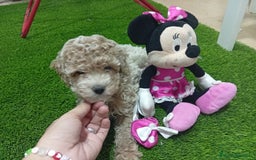 Maltipoo perros en venta: PRECIOSO MALTIPOO 90% CANICHE - Imagen 3