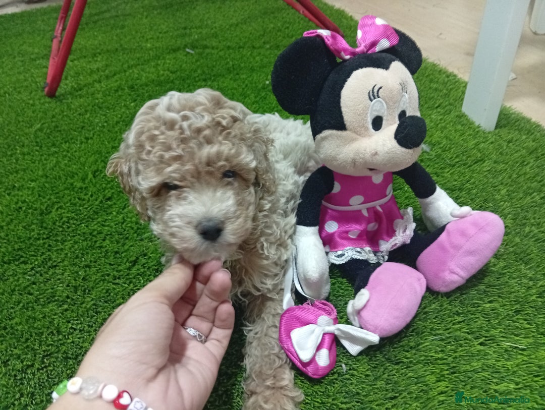 Maltipoo perros en venta: PRECIOSO MALTIPOO 90% CANICHE - Imagen 3