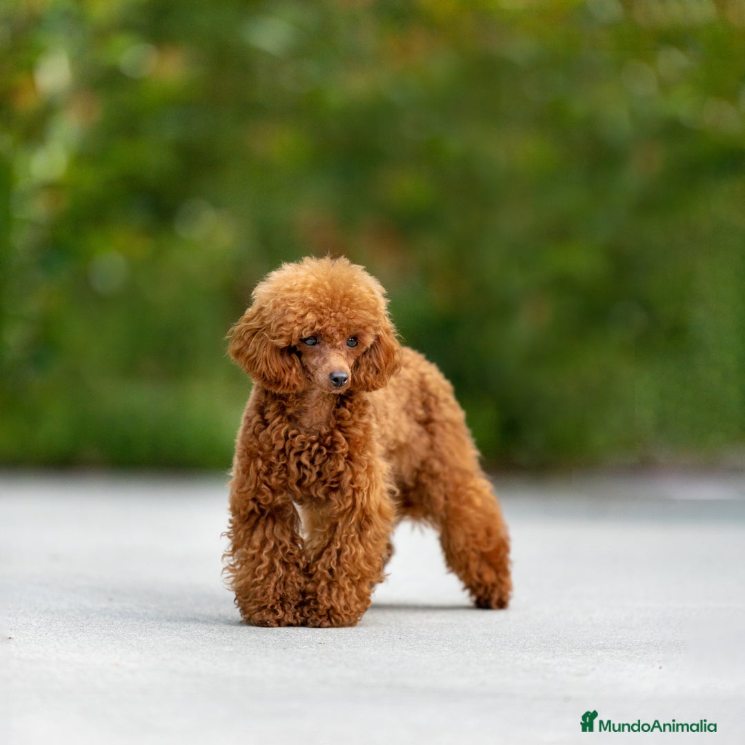 Caniche Toy perros en venta: Caniche toy macho rojo - Imagen 1