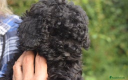 Caniche Toy perros en venta: Cachorros de Caniche Negro Toy y Enano en Ávila - Imagen 4
