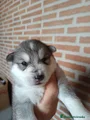 Husky Siberiano Cachorro 5