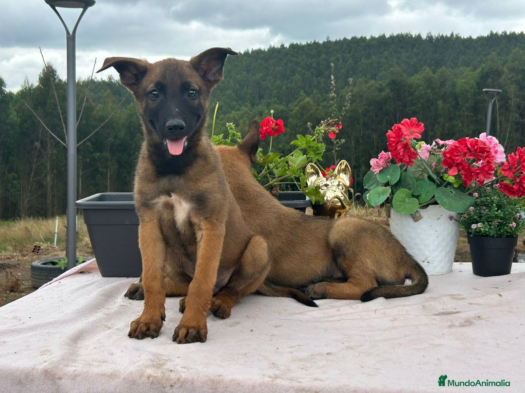 Pastor Belga Malinois perros en venta: Pastor belga malinois. Precio real en Cantabria - Imagen 6