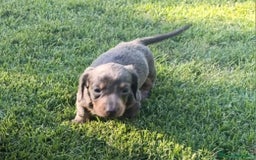 Teckel perros en venta: Teckel Hembra y Macho - Imagen 12