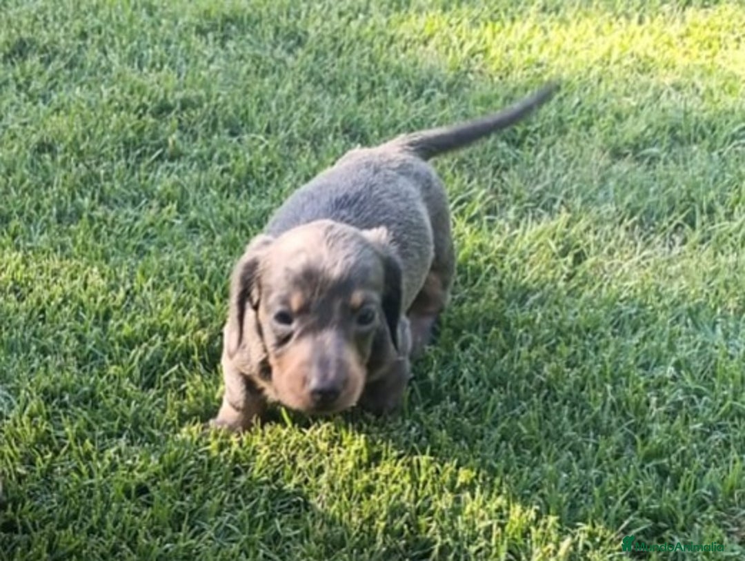 Teckel perros en venta: Teckel Hembra y Macho - Imagen 12